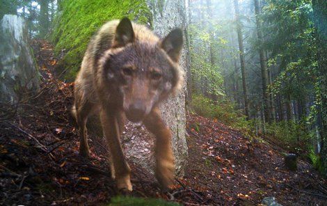 Fotopast potvrdila přítomnost vlka na Šumavě.