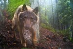 V Bavorsku utekli vlci, jeden přeběhl k nám. Ilustrační foto.