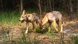 Na Šumavu může přiběhnout šest vlků z Bavorska: Nechoďte k nim a nefoťte je