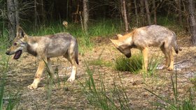 Vlci se objevili i v Česku.