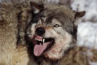 Vlci ve švédské zoo roztrhali chovatelku (†30)