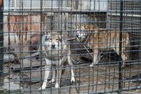 Vlky z pražských Řep chovají v kleci, sousedům smrdí. Expertka: Majitelé na ně nestačí, mohu jim pomoct!