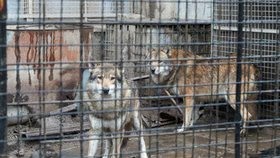Vlci na předzahrádce domu v Řepích