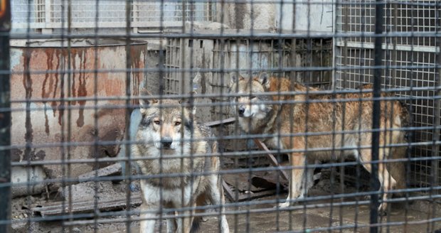 Vlky z pražských Řep chovají v kleci, sousedům smrdí. Expertka: Majitelé na ně nestačí, mohu jim pomoct! 