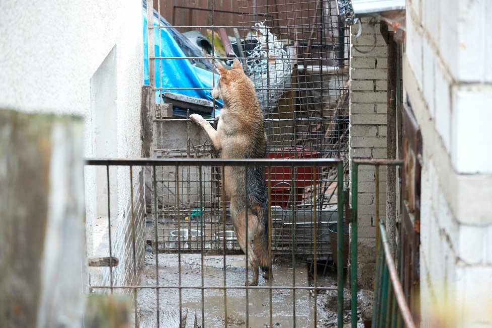 Vlci na předzahrádce domu v Řepích