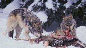 Vlci útočící na lidi: I takhle může vypadat arktická zima