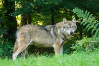 V Krkonoších někdo postřelil vlka: 36 hodin trpěl, museli ho utratit