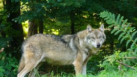 V Krkonoších někdo postřelil vlka: 36 hodin trpěl, museli ho utratit