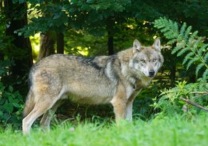 Vlci v Česku: Vyskytují se mj. v Beskydech