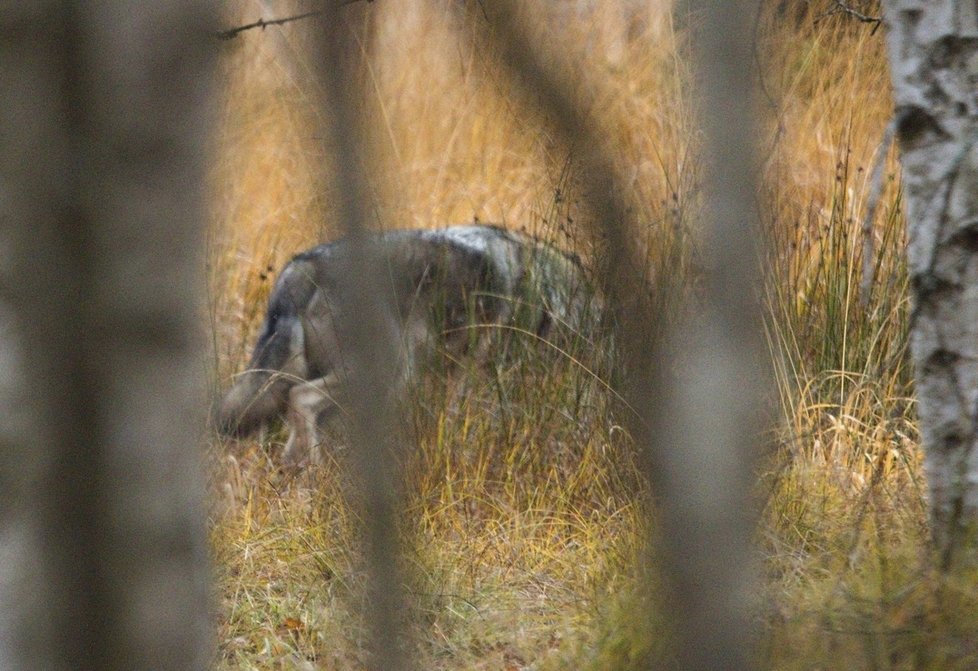 Jiřímu Kučerovi z Modravy se podařil unikátní fotografický kousek. Vyfotil volně žijící vlky čtyři kilometry od Modravy.