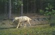 V chráněné krajinné oblasti Kokořínsko Máchův kraj se smečka, do níž patří i tento vlk, rozmnožuje pravidelně.