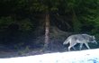 Zhruba desítka vlků lovila loni v Krušných horách, poblíž Hadího údolí u Výsluní.
