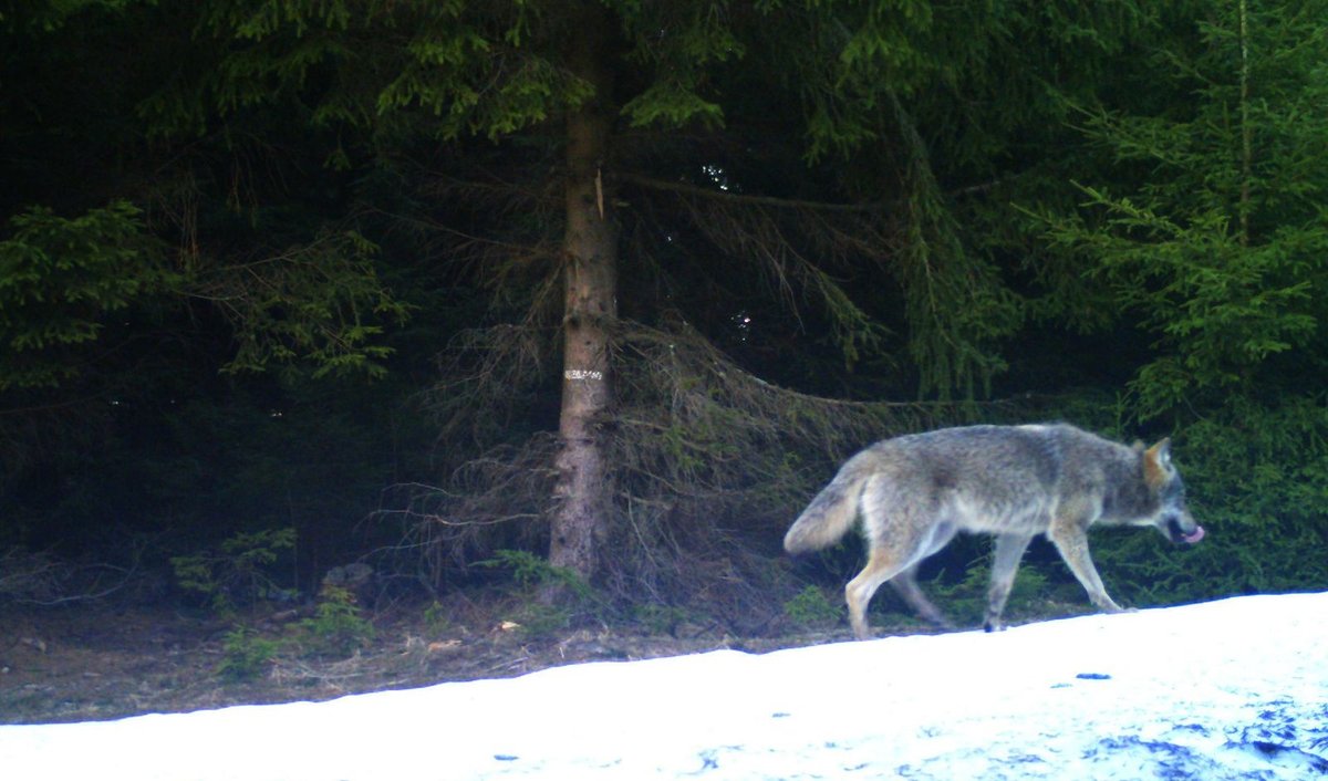 Zhruba desítka vlků lovila loni v Krušných horách, poblíž Hadího údolí u Výsluní.
