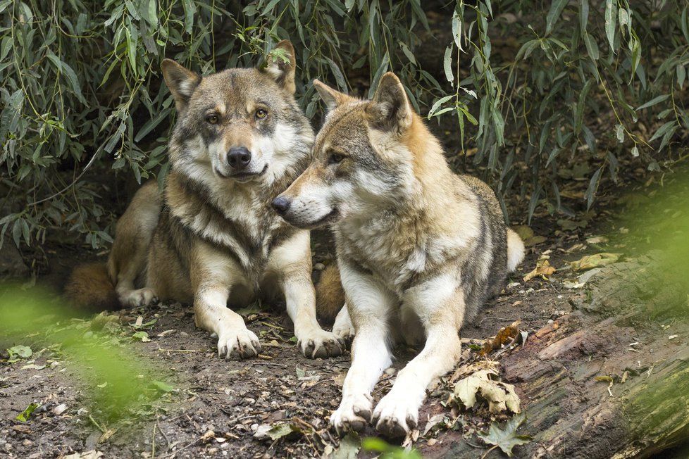 Do Česka se vrací vlci, způsobuje to nadšení i problémy.