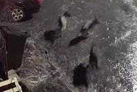 Vlci se vrátili na jižní Moravu: Běhají ve vesnicích mezi domy