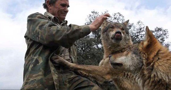 Marcos Rodríguez Pantoja žil 12 let s vlky v divočině.
