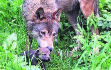 Britský park se chlubí novými přírůstky: Sedm malých vlčátek!