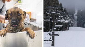 Po vzoru psích salónů přecházejí vlekaři na vleky pro psy. Budeme v&nbsp;první vlně rozvolnění, věří&nbsp;