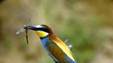 Vlhám ucpali hnízda na Hodonínsku montážní pěnou: Letos mají ptáci speciální stěnu