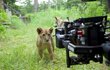 Film Vlk a lev: Nečekané přátelství se natáčel se skutečným živým vlkem a lvem