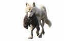 Vlci z Národního parku Katmai s ulovenými vydrami