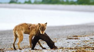 Divní vlci: Proč loví vydry a tuleně místo jelenů?