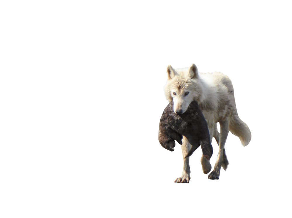 Vlci z Národního parku Katmai s ulovenými vydrami