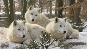 Vlci arktičtí
