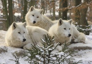 Vlk arktický je plaché zvíře.