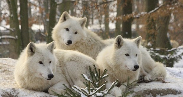 Vlk arktický je plaché zvíře.