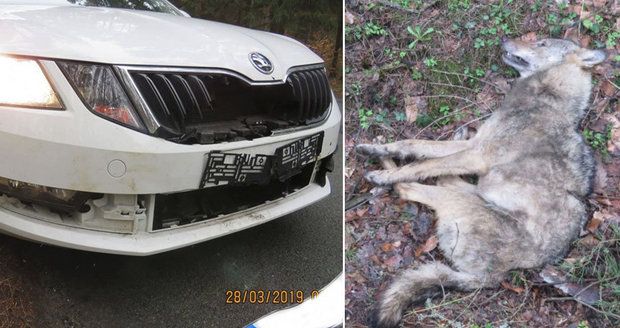 Sražený vlk u Turnova: Šelmu zabitou autem budou zkoumat v Praze (ilustrační foto)