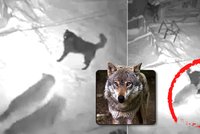 Panika v Beskydech: Vlci zardousili psa uvázaného u boudy! Ochránci uklidňují