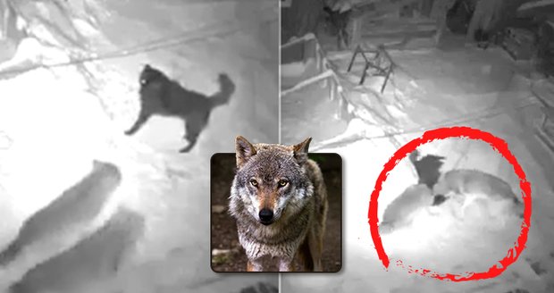 Panika v Beskydech: Vlci zardousili psa uvázaného u boudy! Ochránci uklidňují
