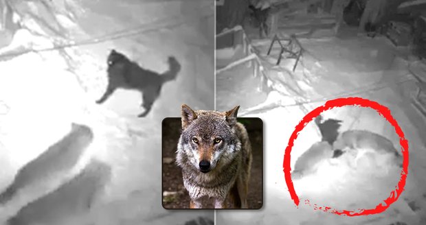 Internetem se šíří video, ve kterém vlci zardousí psa u boudy. Mnozí se domnívají, že bylo natočeno v Beskydech. Ochránci přírody to ale odmítají. Má jít o záběry z Ruska nebo Ukrajiny.