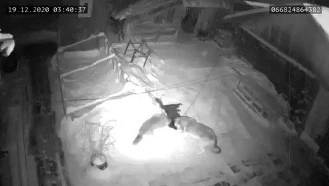 Internetem se šíří video, ve kterém vlci zardousí psa u boudy. Mnozí se domnívají, že bylo natočeno v Beskydech. Ochránci přírody to ale odmítají. Má jít o záběry z Ruska nebo Ukrajiny.