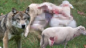 Vlci v Beskydech chodí do ohrad s ovcemi jako do bufetu. Potrhají jich daleko více, než potřebují k obživě.