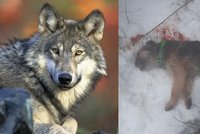 Útok vlka v Beskydech: V Písku zakousl psa Fida! Jen pár metrů od jeho páníčka