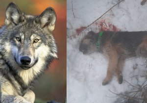 Chudák Fido odnesl setkání s vlkem v Beskydech životem.