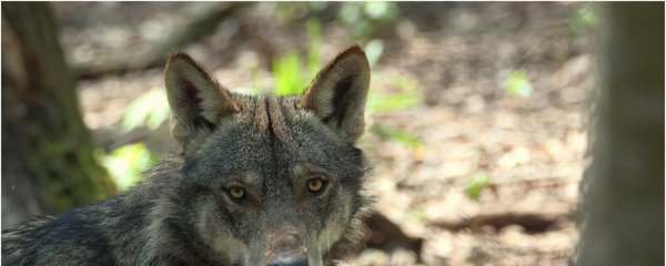 Kříženec vlka a psa vyfocený v Itálii, kde k tomu dochází častěji, protože tam žíjí menší vlci.