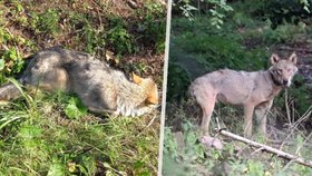 Zachráněný vlk Bubla se zřejmě usadil v Sasku! Fotograf ho zachytil poblíž Drážďan