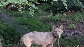 Vlk Bubla byl zachycen ve volné přírodě v okolí města Bad Gottleuba-Berggießhübel.