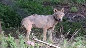 Vlk Bubla byl zachycen ve volné přírodě v okolí města Bad Gottleuba-Berggießhübel.