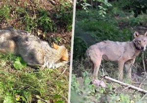 Vlk Bubla byl zachycen ve volné přírodě v okolí města Bad Gottleuba-Berggießhübel.