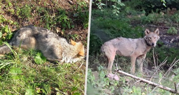 Zachráněný vlk Bubla se zřejmě usadil v Sasku! Fotograf ho zachytil poblíž Drážďan