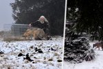 Šťastný konec pro sraženého vlka Bublu? Zničený sledovací obojek vzbudil obavy