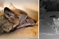 Fotopasti zachytily vlka Bublu na Karlovarsku: Myslivci a veřejnost mají o zvíře strach, odborníci mírní vášně