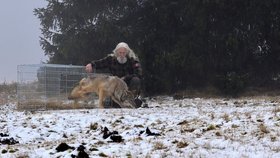 Vypouštění vlka zpět do přírody