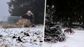 Oblíbenému vlkovi se daří, ale... Strach o Bublu! Zničený sledovací obojek vzbudil obavy