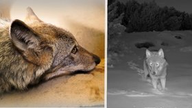 Fotopasti zachytily vlka Bublu na Karlovarsku: Myslivci a veřejnost mají o zvíře strach, odborníci mírní vášně