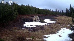 Bublu v únoru zachytily fotopasti na Karlovarsku, především poblíž Karlových Varů.